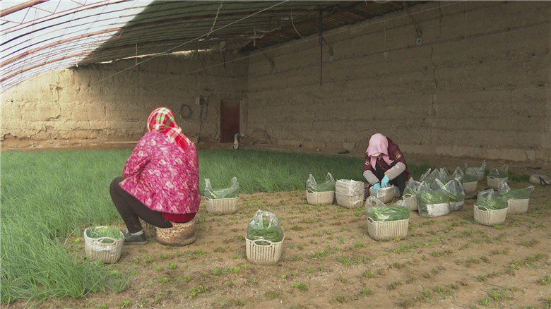 品质好的人参果 W020210310546408269722.jpg